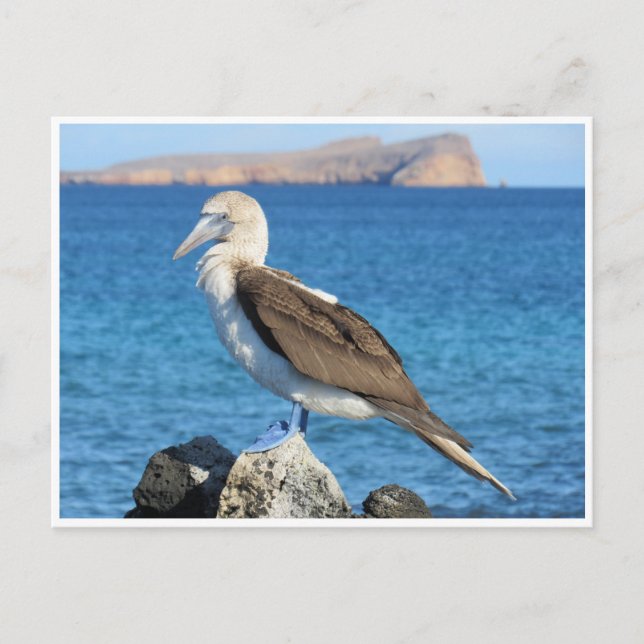 blue footed postcard (Front)
