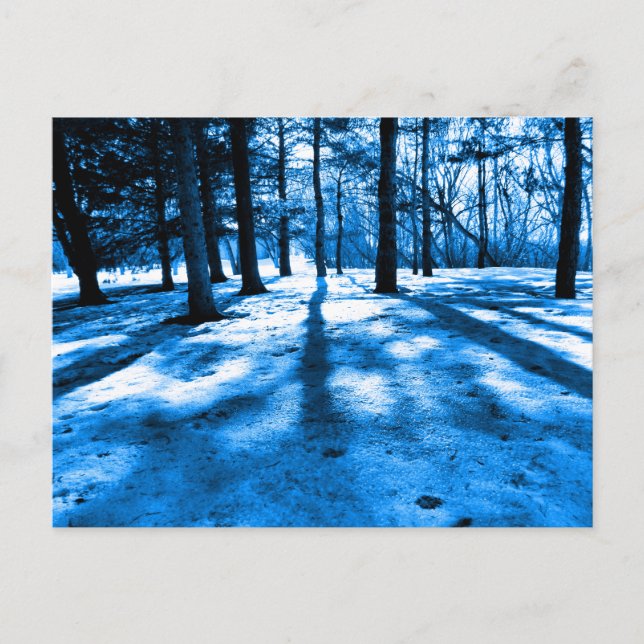 Blue Forest Trees Shadows and Light Postcard (Front)