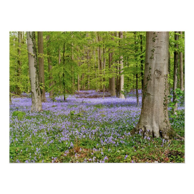 Blue forest with bluebell flowers poster (Front)