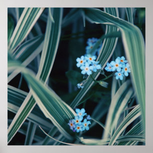 Blue Forget-me-not Flowers in Grass Poster
