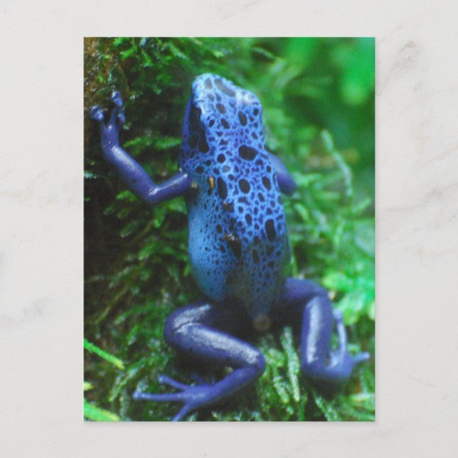 blue-frog-1.jpg postcard (Front)