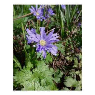 Blue garden flower poster