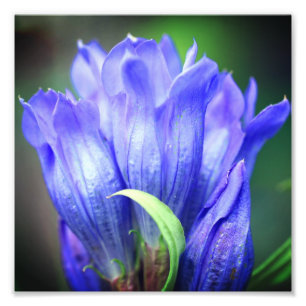 Blue Gentian Flower 8x8 Photo Print