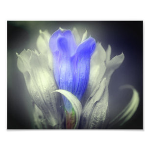 Blue Gentian Flower Black And White Partial Color Photo Print
