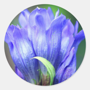 Blue Gentian Flower Classic Round Sticker