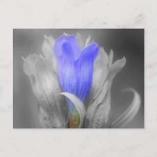 Blue Gentian Flower In Black And White Postcard