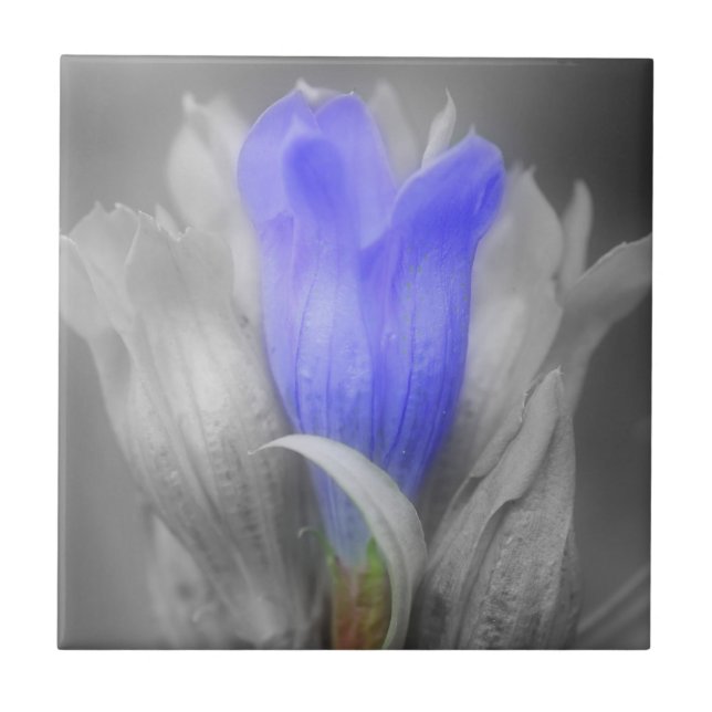 Blue Gentian Flower In Black And White Tile (Front)