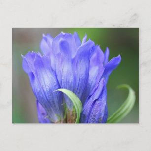 Blue Gentian Flower Photography Postcard