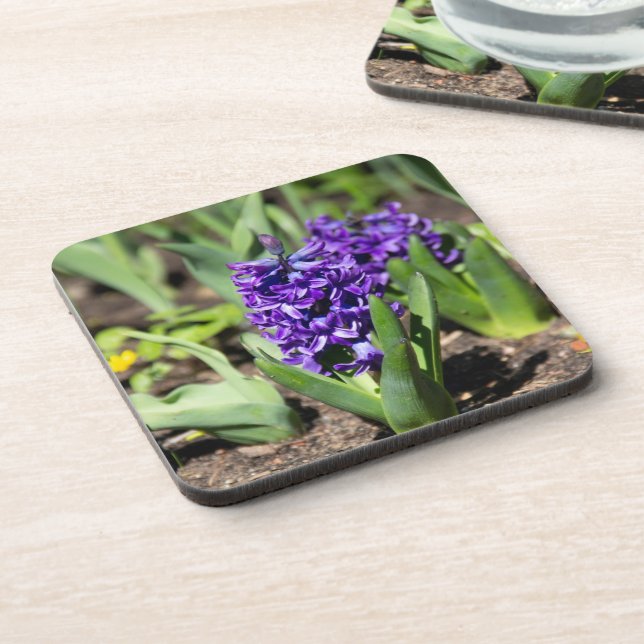 Blue Geocinth in spring  Coaster (Left Side)