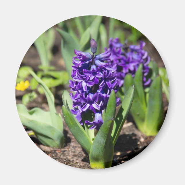 Blue Geocinth in spring Magnet (Front)