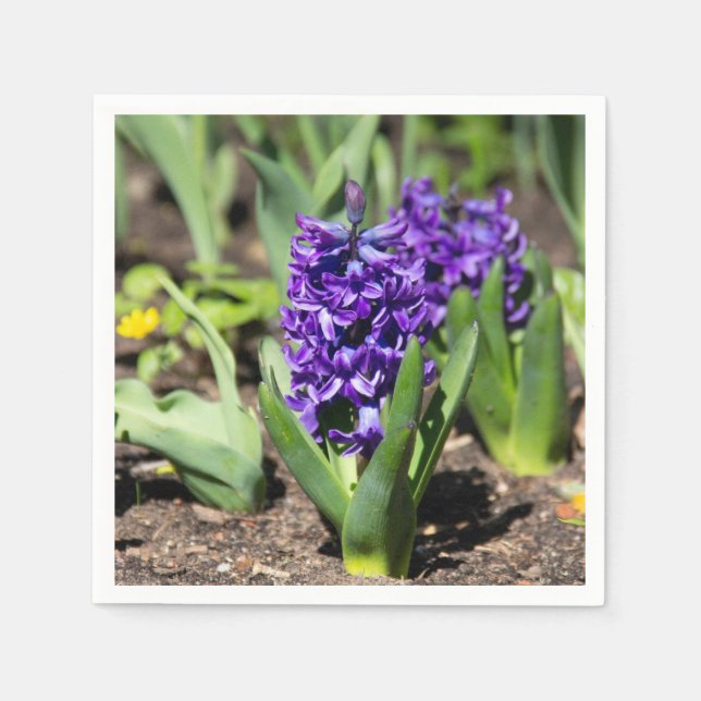 Blue Geocinth in spring    Napkin (Front)