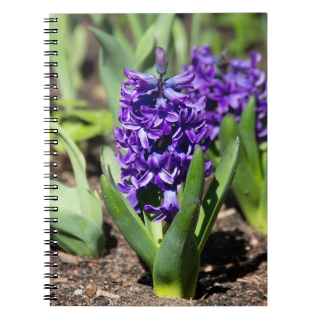 Blue Geocinth in spring     Notebook (Front)