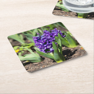 Blue Geocinth in spring Square Paper Coaster
