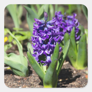 Blue Geocinth in spring Square Sticker