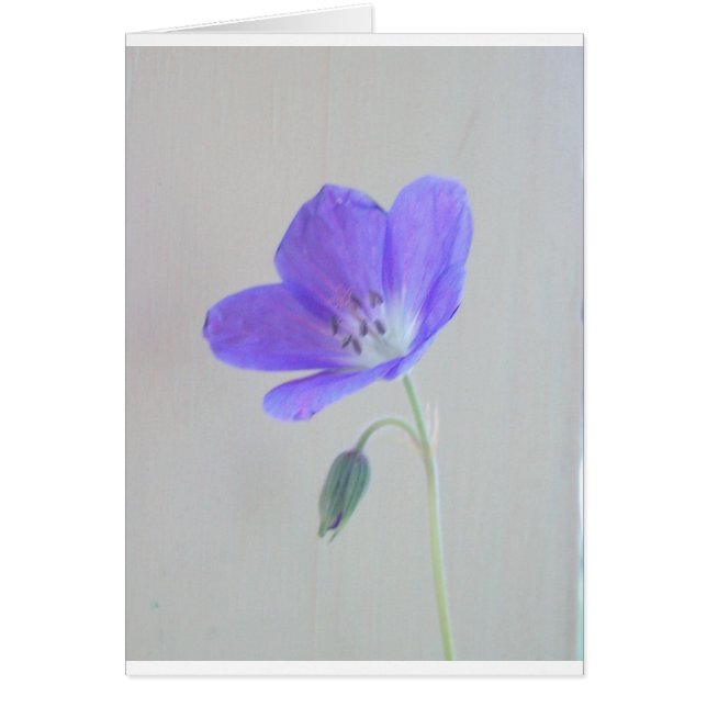 Blue Geranium (Front)