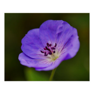 Blue Geranium Flower Poster