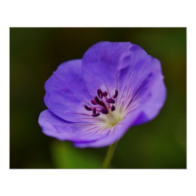 Blue Geranium Flower Poster (Front)