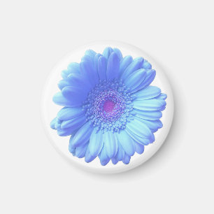 Blue gerbera daisy magnet