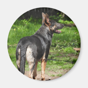 Blue German Shepherd Dog Magnet