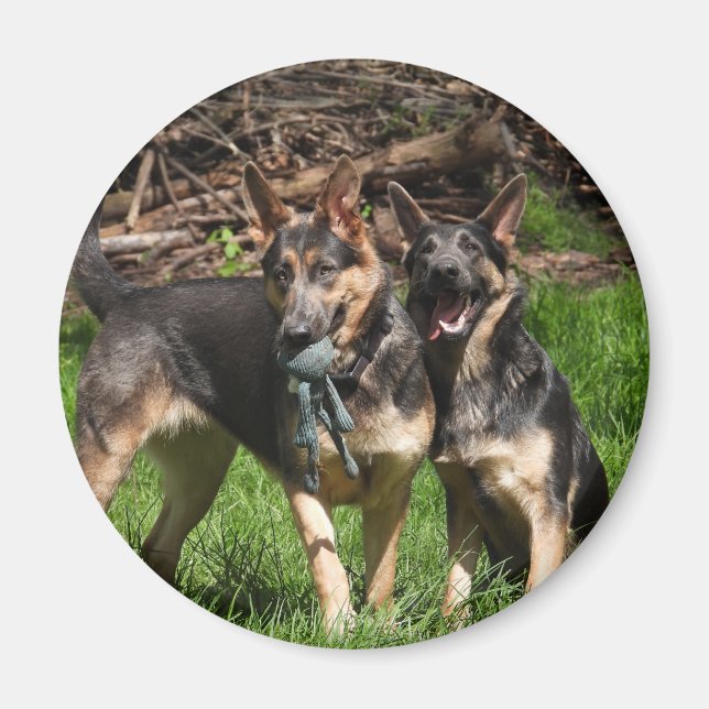 Blue German Shepherd Dogs Magnet (Front)