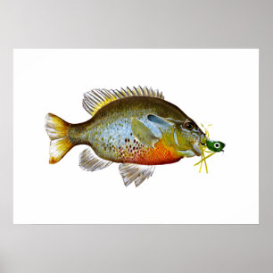 Blue Gill - Pumpkin Seed Poster