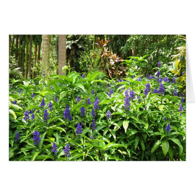 Blue Ginger (Front Horizontal)