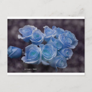 Blue glowing roses against a dark background postcard