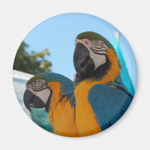 Blue & Gold Macaw Magnet