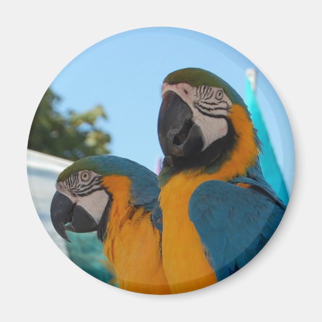 Blue & Gold Macaw Magnet (Front)