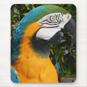 Blue & Gold Macaw Mousepad