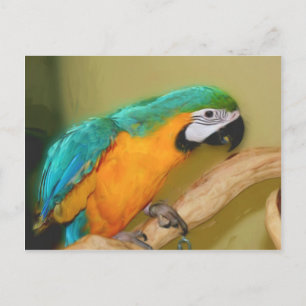 Blue Gold Macaw Parrot Painting Animal Postcard