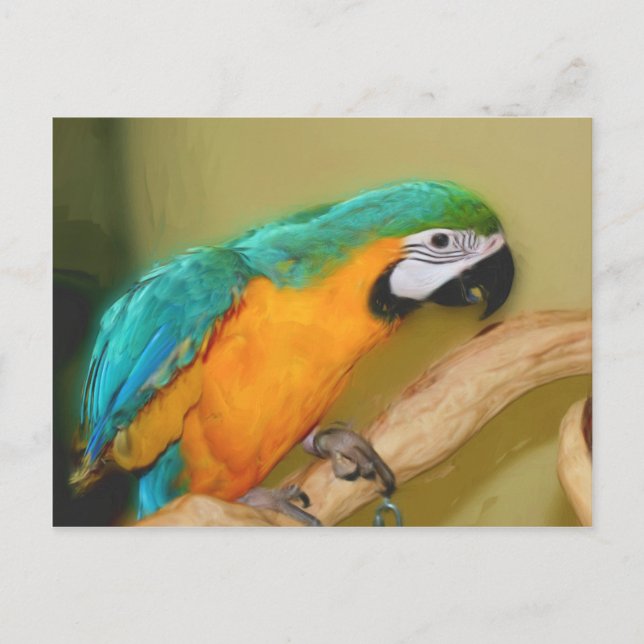 Blue Gold Macaw Parrot Painting Animal Postcard (Front)