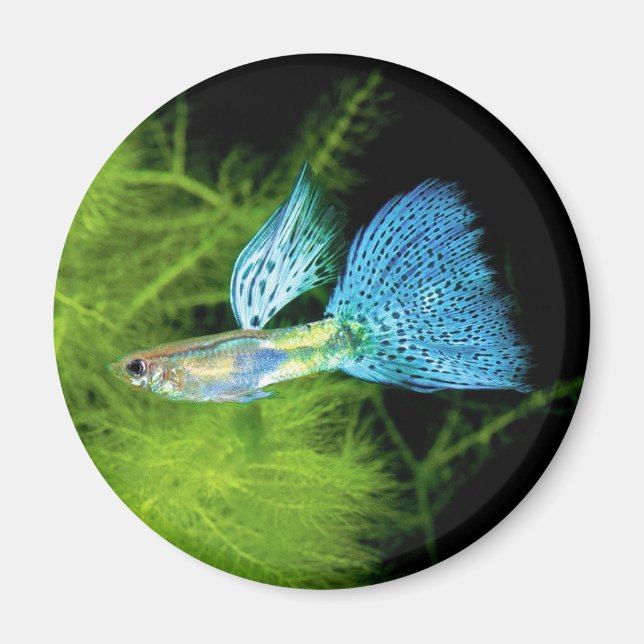 Blue Grass Guppy Magnet (Front)