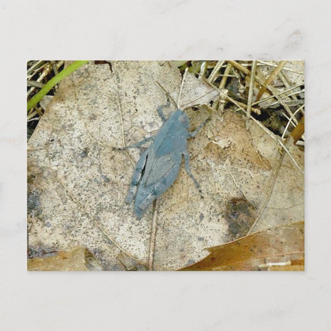 Blue Grasshopper Postcard (Front)