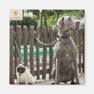 Blue Great Dane and pug dogs on leashes Magnet