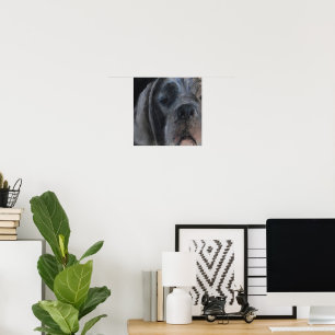 Blue Great Dane Pastel Portrait Poster