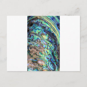 Blue green paua abalone shell detail postcard