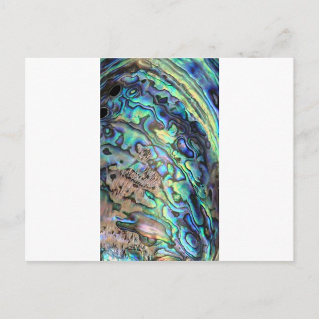 Blue green paua abalone shell detail postcard (Front)