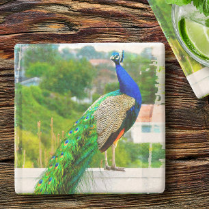 Blue green peacock bird photo beautiful colourful stone coaster