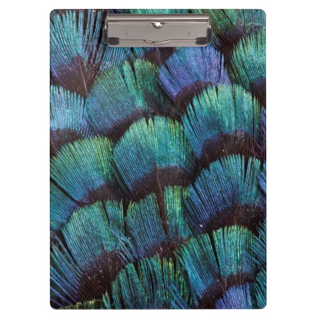 Blue-green pheasant feather design clipboard (Front)