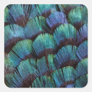 Blue-green pheasant feather design square sticker