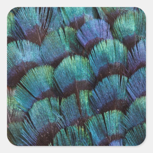 Blue-green pheasant feather design square sticker (Front)