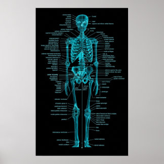 blue-green skeleton poster
