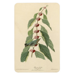 Blue-green Warbler from Audubon's Birds of America Magnet