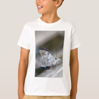 Blue Grey Butterfly