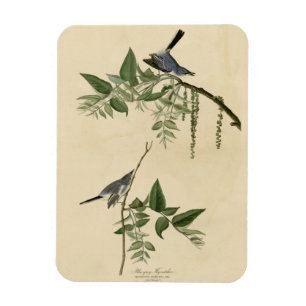 Blue-Grey Fly-catcher - Audubon's Birds of America Magnet
