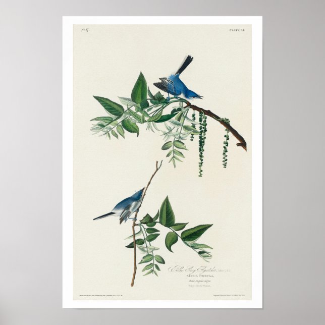 Blue-Grey Fly-catcher by Audubon Poster (Front)