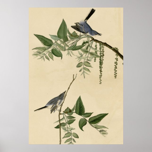 Blue Grey Flycatcher Poster (Front)