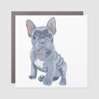 Blue Grey French Bulldog Puppy 