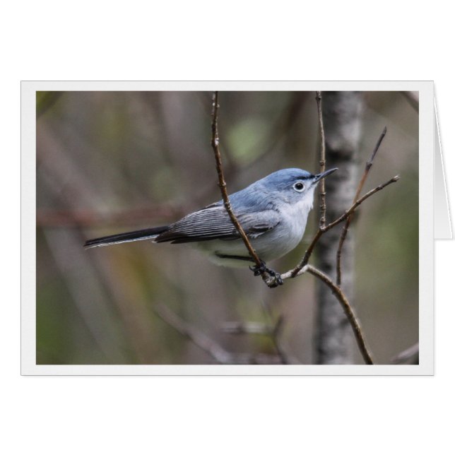 Blue-grey Gnatcatcher (Front Horizontal)